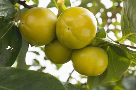 food_picture