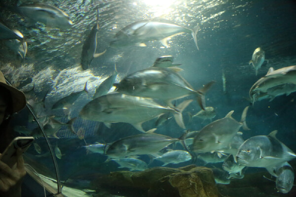 上海海洋水族馆4月天气怎么样_上海海洋水族