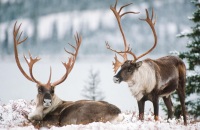 与驯鹿亲密接触