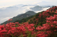 去天露山赏花