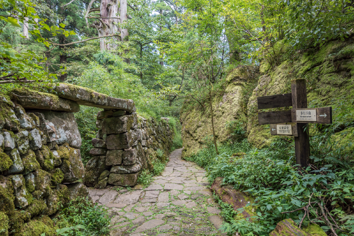 用石头搭建起来一个小院子,像是山间古堡,大树王就在这里.