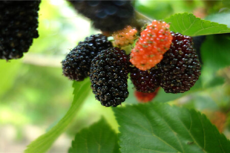 food_picture