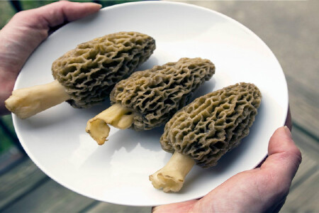 food_picture