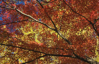 看古村的金色银杏