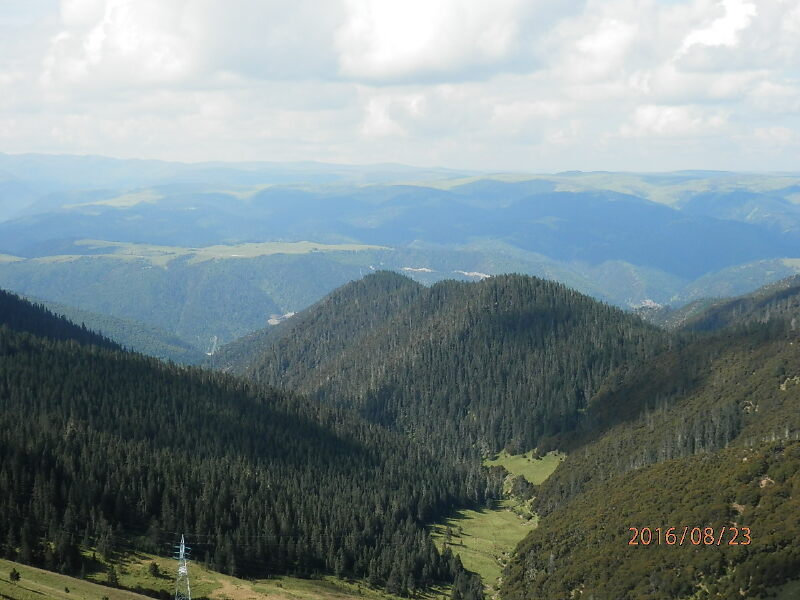        高山针叶林