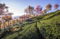 武夷山茶博会游玩