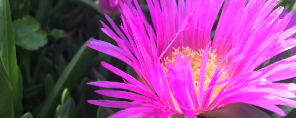 威尼斯有什么特产_威尼斯有什么好东西值得买