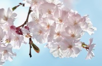 去天河樱花谷赏樱花