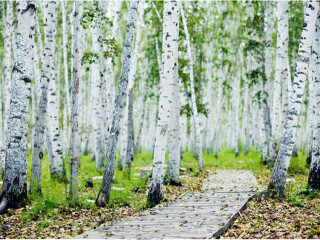 呼倫貝爾旅游組團(tuán)_呼倫貝爾高端品質(zhì)旅游團(tuán)_去呼倫貝爾旅游要多少錢(qián)