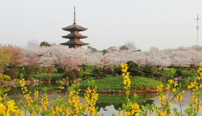 东湖樱花园