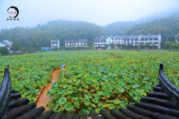 西的旅图之遇见最美的丽水 仙都 云和梯田 古堰画乡 荷花村