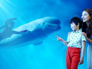 大連游價(jià)格_大連旅游價(jià)格_大連旅游大約多少錢