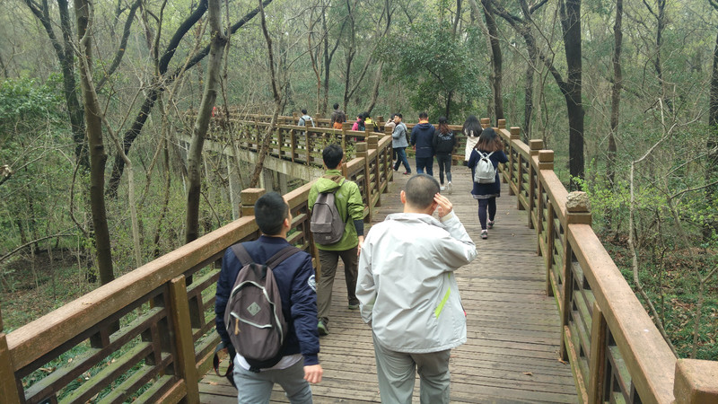 在紫金山白马公园登山口,不登山,选择往琵琶湖方向的木道.