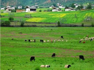 到云南梅里雪山旅游報(bào)團(tuán)價(jià)格_云南梅里雪山游跟團(tuán)多少錢2021_去云南梅里雪山游要多少錢