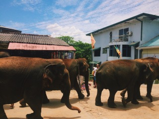 斯里蘭卡旅游路線_跟團(tuán)斯里蘭卡旅游價(jià)格表_以往國(guó)慶斯里蘭卡游價(jià)格