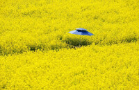 万亩油菜花开如海