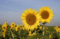 宁海金秋向日葵节