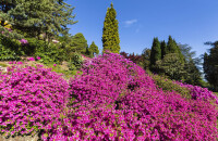 观赏小岭杜鹃花