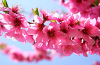 桃花潭水赏桃花