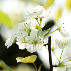 1095_上海_梨文化博物馆梨花