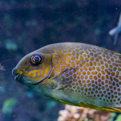 1176_上海海洋水族馆上海