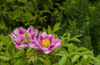 牡丹园山庄看牡丹