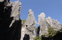 游览木化石林