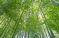 畅游竹山村