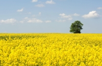 油菜花田里游荡
