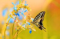 春天看蝴蝶飘舞