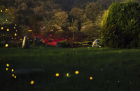 观赏萤火虫水洞景观