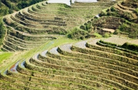 登高俯视梯田