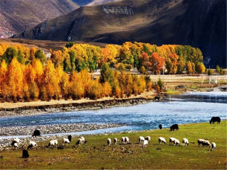 云南香格里拉自由行還是跟團(tuán)好_去云南香格里拉旅游要多少錢(qián)_去云南香格里拉旅游多少錢(qián)