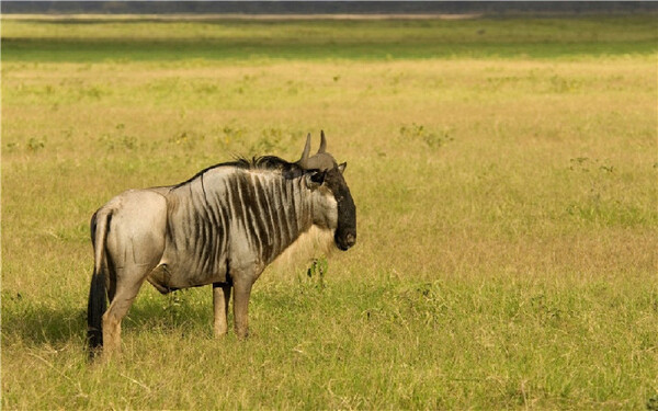 阿尔及利亚最佳旅游时间_阿尔及利亚有什么好