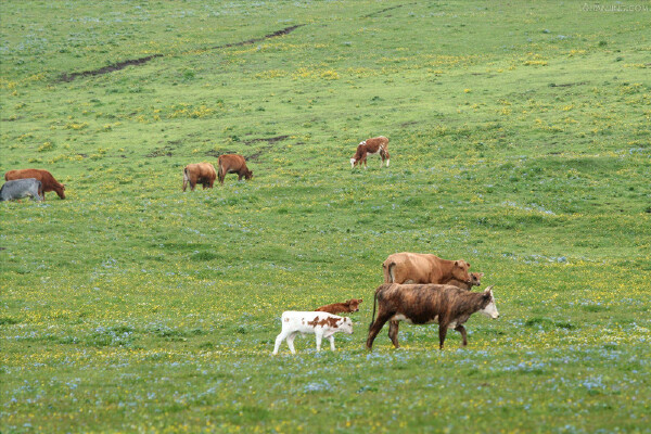 阿克苏最佳旅游时间_阿克苏有什么好玩的地方