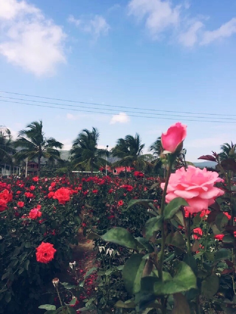三亚百花谷早餐是芒果糯米饭,软糯的口感简单的摆盘第一印象满分.