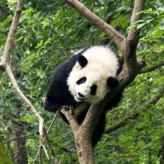 大熊猫繁育研究基地