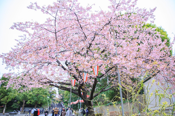 园内代表性的樱花品种"染井吉野,因为是在1885年左右于上野公园所