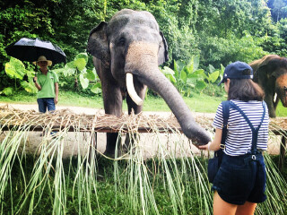 云南西雙版納最佳旅游路線_深圳到云南西雙版納旅游報價_云南西雙版納旅游價格多少跟團