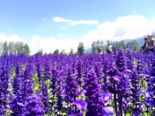 云南香格里拉特價旅游團報價_2021去云南香格里拉跟團多少錢_云南香格里拉游8月份報價