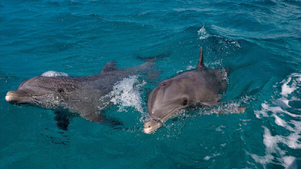 黄金海岸哪有好玩的地方_黄金海岸哪比较好玩