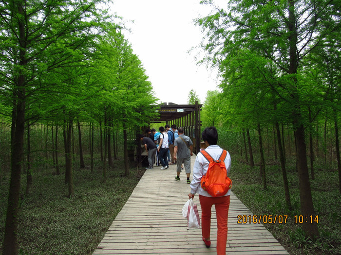 上海崇明岛明珠湖西沙湿地东平国家森林公园一日游