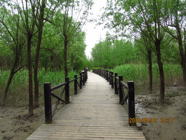 上海崇明岛明珠湖西沙湿地东平国家森林公园一日游