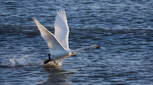 [国庆] 南京市高淳固城湖水慢城-高淳老街1日游