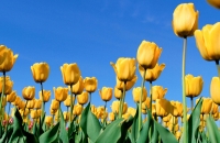 游迹于郁金香节