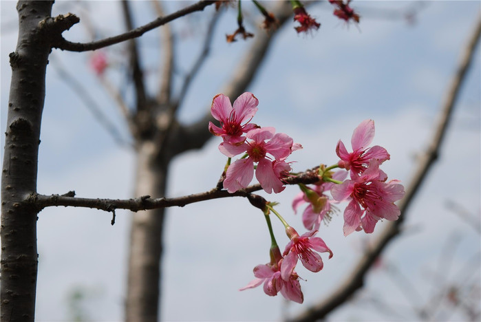 花常于3月与叶同放或叶后开花,随季节变化,樱花花色幽香艳丽,常用