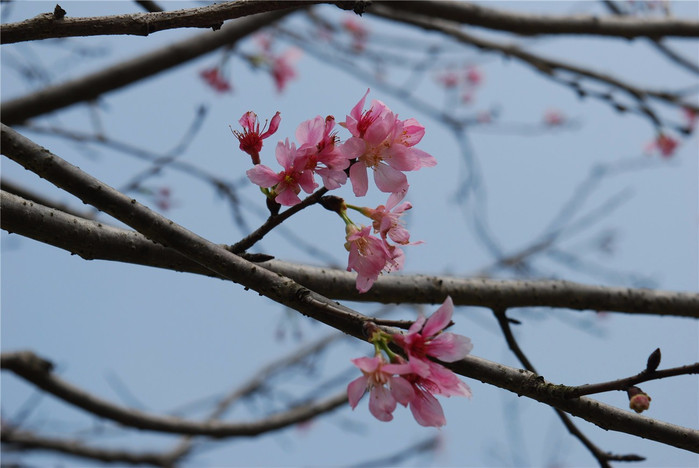 花常于3月与叶同放或叶后开花,随季节变化,樱花花色幽香艳丽,常用