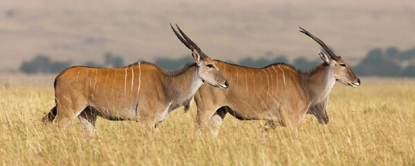 纳米比亚有什么特产_纳米比亚有什么好东西值