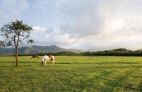 在大草原上策马奔腾
