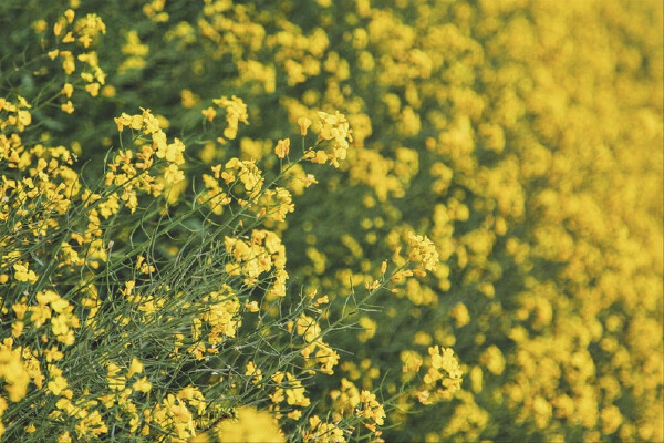 【2017仙居油菜花】_2017仙居油菜花节时间
